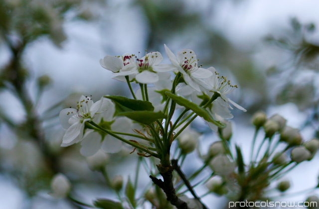 Cherry blossom sakura flower USA