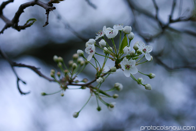 Cherry blossom sakura flower USA