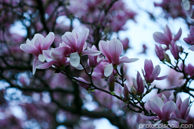 I don't think these flowers are sakura but their pink color stood out