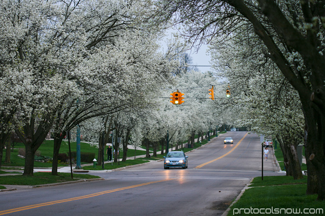 Cherry blossom sakura flower USA