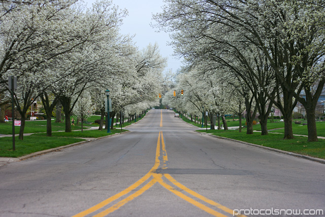 Cherry blossom sakura flower USA