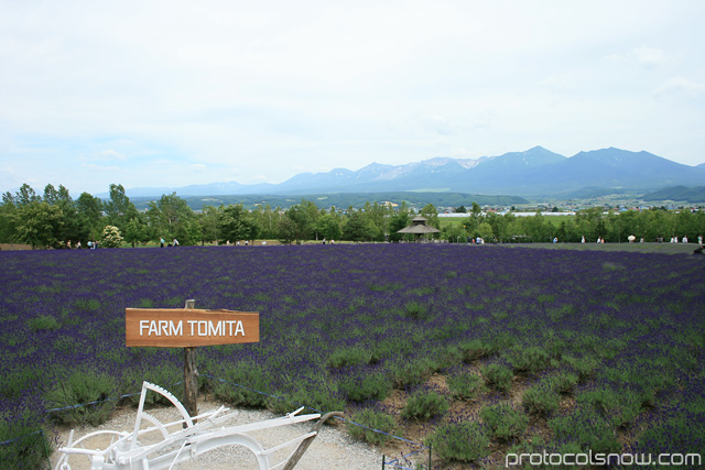 Farm Tomita Hokkaido Japan lavendar farm