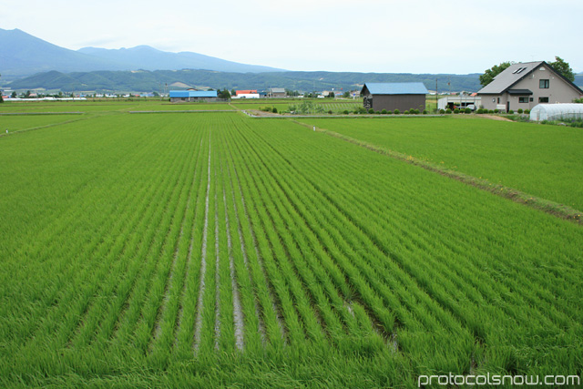 Hokkaido Japan rice fields
