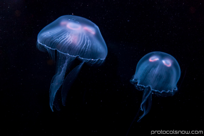 Atlanta Aquarium Jellyfish