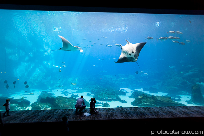 Atlanta Aquarium Ocean Voyager largest tank habitat manta ray