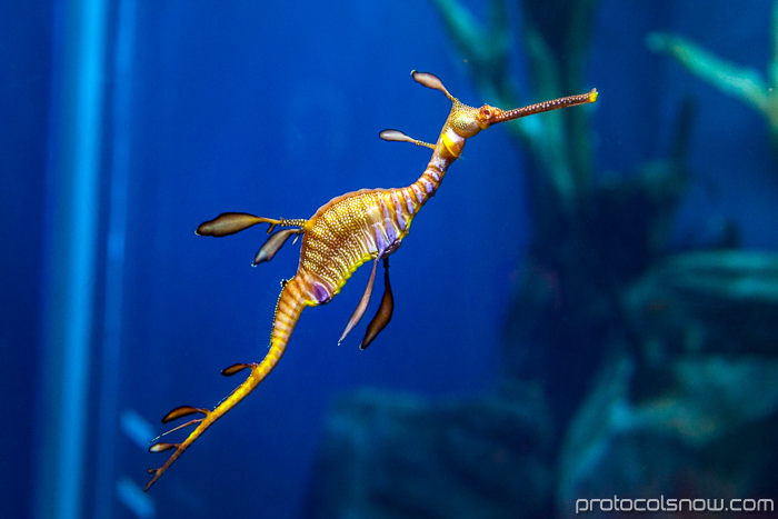 Atlanta Aquarium Sea Dragon