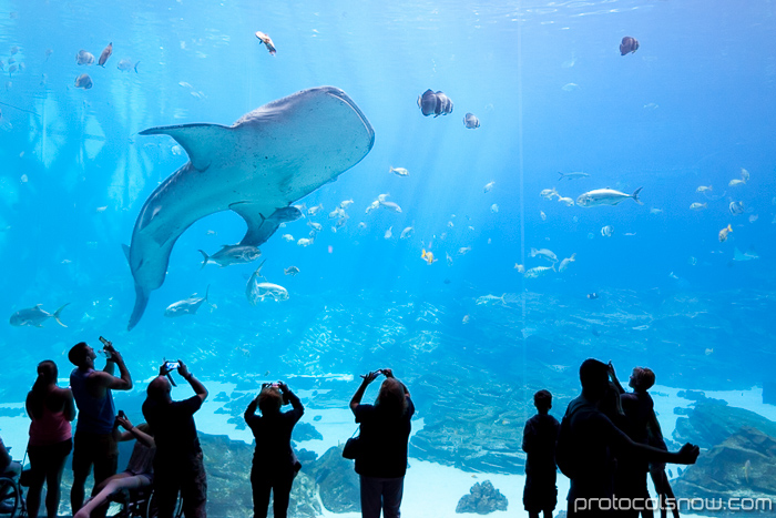 Atlanta Aquarium Ocean Voyager largest tank habitat whale sharks