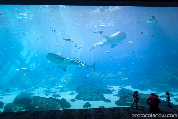 Atlanta Aquarium Ocean Voyager largest tank habitat whale sharks